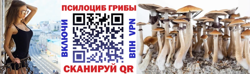 Купить где  Лосино-Петровский  Псилоцибиновые грибы Psilocybine cubensis 